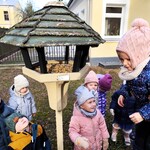 Jeżyki dokarmiają ptaki -2.jpg