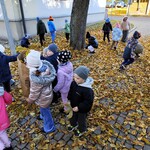 2.RATUJEMY KASZTANOWCE.jpg