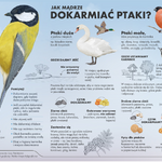 plakat - jak mądrze dokarmiać ptaki.png